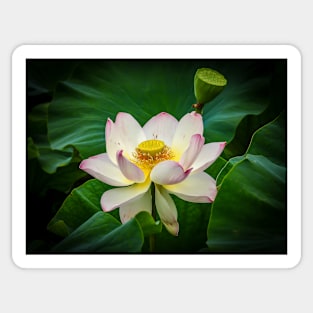 Pink Lotus Flower Sticker